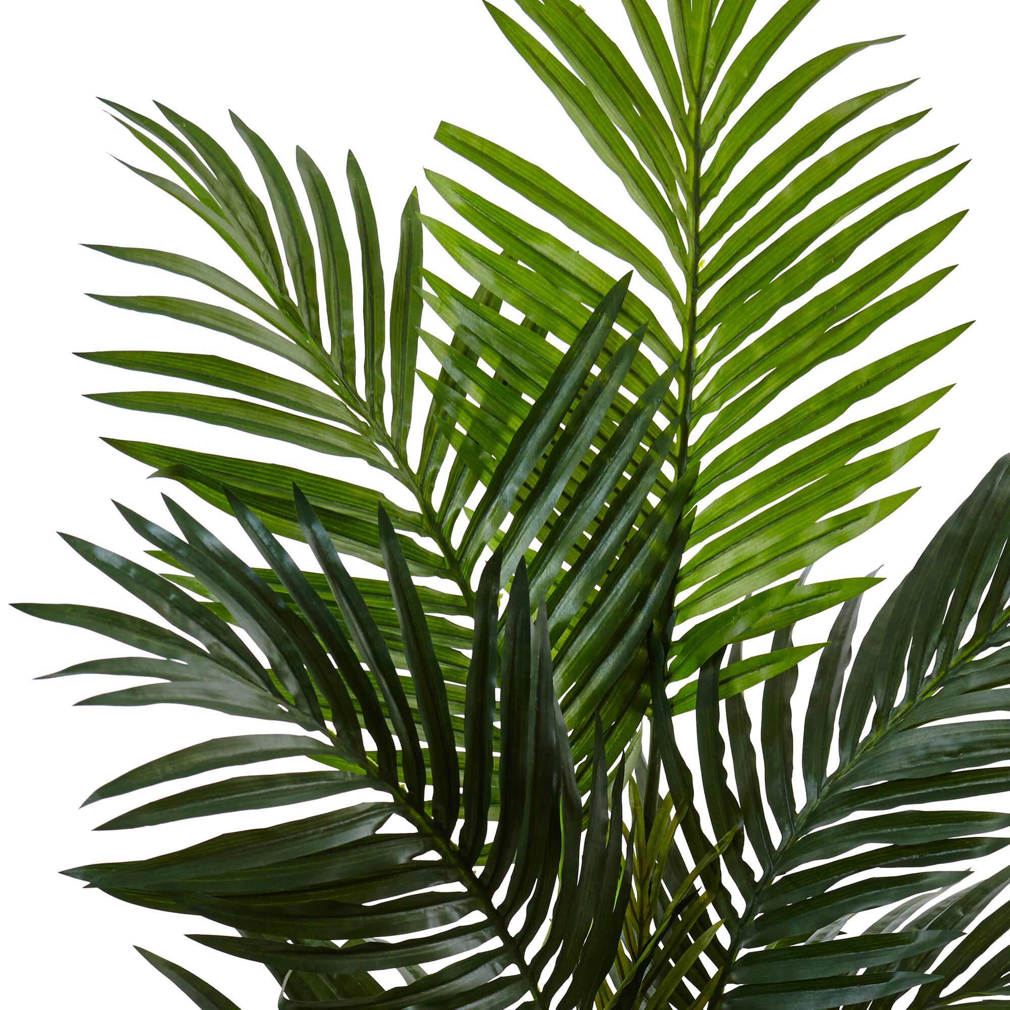 4.5ft. Kentia Palm Tree in White Oval Planter